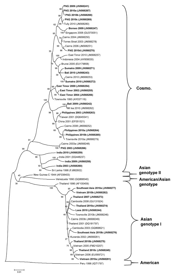 Phylogenetic tree showing the relationship of dengue viruses, serotype 2, that were imported into Queensland, Australia, 2002–2010, based on sequencing of the envelope gene. Viruses are designated according to reported origin and GenBank accession number, and imported cases are shown in boldface. Genotypes are indicated on the right. Cosmo, Cosmopolitan. Scale bar indicates nucleotide substitutions per site.