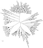 Thumbnail of Phylogenetic tree for the 189-bp sequence of open reading frame 2 of the capsid gene of rabbit hepatitis E virus (HEV) strains (circles), human strains circulating in France (triangles), and reference strains (diamonds). GenBank accession numbers are shown for each HEV strain used in the phylogenetic analysis. Scale bar indicates nucleotide substitutions per site.