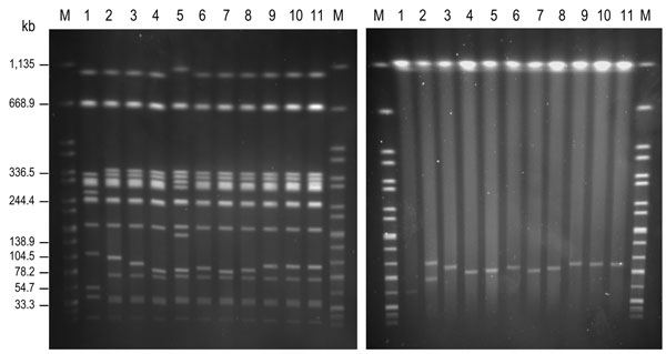 Genomic macrorestriction of Salmonella enterica serovar Enteritidis isolates: pulsed-field gel electrophoresis profiles for XbaI (left panel) and S1 (right panel). Lane M, XbaI-digested DNA of S. enterica serovar Braenderup H9812, used as size standard; lane 1, NRL-Salm-PT4; lane 2, CNM4839/03; lane 3, H051860415; lane 4, H070360201; lane 5, H070420137; lane 6, H073180204; lane 7, H091340084; lane 8, H091800482; lane 9, H095100307; lane 10, H100240198; lane 11, H101700366. The strain NRL-Salm-PT