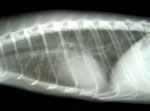 Thumbnail of Lateral radiographic view of the thorax from a 2-year-old ferret with cough and labored breathing, showing a bronchointerstitial pattern with peribronchial cuffing.