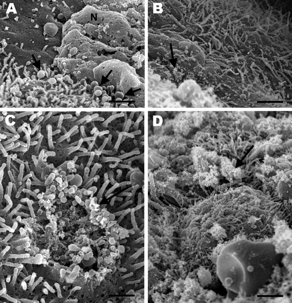 Figure 5 Mycoplasmosis In Ferrets Volume 18 Number 11—november