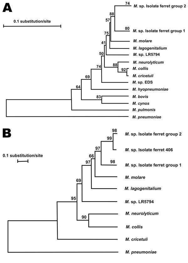 Phylogenetic analysis of A) partial 16S rDNA gene (933 bp) and B) partial RNA polymerase B gene (733 bp) for the new mycoplasma isolates and other closely related mycoplasma species as conducted in MEGA4 (13). The bootstrap consensus phylogenetic trees were constructed by using the neighbor-joining method (14). The bootstrap values as shown above the branches were inferred from 1,000 replicates of data resampling to represent the evolutionary distances of the species analyzed (15). The tree is d