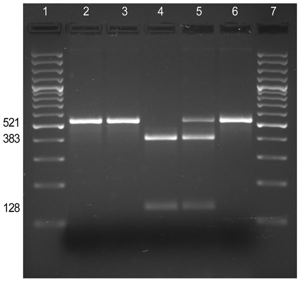 Screening for the A2047G mutation by PCR–restriction fragment length polymorphism analysis. The 521-bp fragment of the 23S rDNA gene amplified by PCR from the Bordetalla pertussis clinical isolates (FR4229, FR4930, and FR4991) and controls (A228 and Tohama I) was digested with the endonuclease BbsI. Lanes 1 and 7, M, 100-bp ladder (SM0321; Fermentas, St. Leon-Rot, Germany); lane 2, B. pertussis FR4929; lane 3, B. pertussis FR4930; lane 4, B. pertussis FR4991; lane 5, control B. pertussis A228 (e
