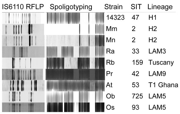 IS6110 restriction fragment length polymorphism (RFLP) patterns and spoligotypes of 7 major cluster strains, including 2 main variants of M strain, and reference strain Mt 14323. SIT, Shared International Type in SITVIT database (www.pasteur-guadeloupe.fr:8081/SITVIT).
