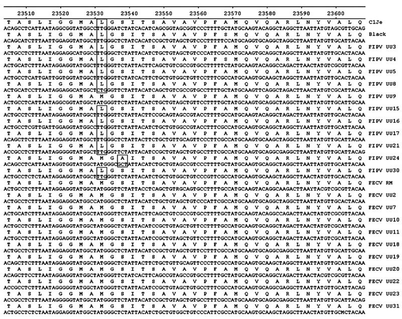 Alignment of partial nucleotide sequences and translated amino acid sequences in the spike protein of 11 strains each of 2 feline coronavirus pathotypes: FIPVs (lethal) and FECVs (nonvirulent). The viruses were sequenced in a study to distinguish virulent from nonvirulent feline coronaviruses (see Table 1). FIPV strain C1Je (GenBank accession no. DQ848678) was used as the reference for numbering. Sequence positions are shown along the top; virus strains are shown on the right. Specific differenc