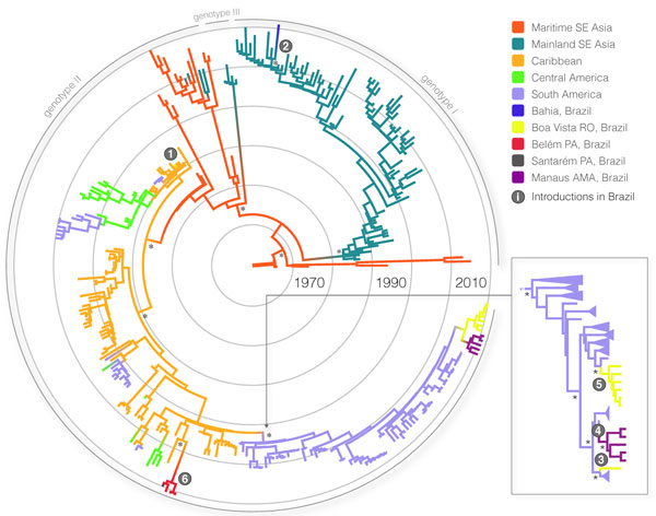 Maximum clade credibility tree demonstrating the phylogenetic relationships of the 314 dengue virus type 4 (DENV-4) envelope genes (1,485 nt). The major groups (genotypes I–III) are indicated. Branch lengths are scaled in time units; scale bars, representing the chronology of DENV-4 emergence, are color-coded according to the most probable geographic location of the descendent node. Introductions of DENV-4 in Brazil are indicated by numbered circles; numbering follows the temporal order of the m