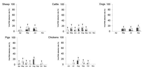 Serum severe fever with thrombocytopenia syndrome virus RNA detection rate in domestic animals from Laizhou and Penglai counties, China, April–November 2011. Viral RNA copies were detected by real-time reverse transcription PCR in serum samples from sheep, cattle, dogs, pigs, and chickens collected from Laizhou and Penglai counties in different months. The viral RNA detection rates are shown. Black bars indicate samples from Laizhou; gray bars indicate samples from Penglai. The viral RNA detecti