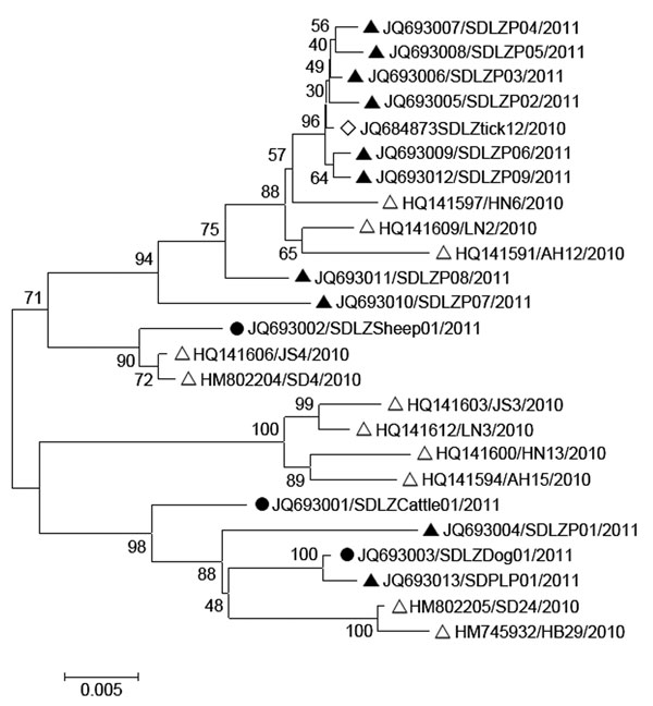 Phylogenetic analysis of severe fever with thrombocytopenia syndrome virus (SFTSV) isolates from domesticated animals. The evolutionary relationship of small segments of SFTSV isolated from domesticated animals, SFTS patients and ticks was calculated by using the neighbor-joining method with MEGA 5 (8). Sequences are labeled with the order of GenBank accession number/name of viral strain/year of isolation. Black circles indicate the original sequences of SFTSV strains obtained from domesticated 