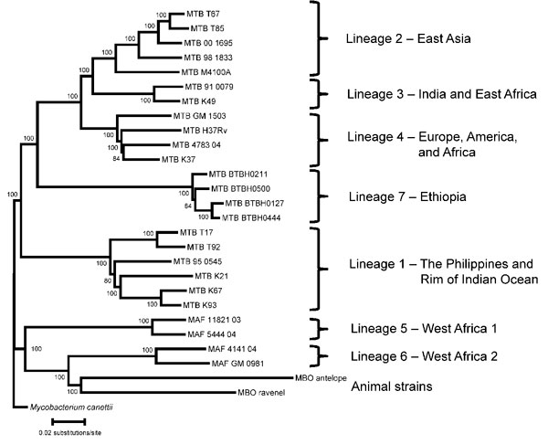 Lineages of the Mycobacterium tuberculosis (MTB) complex, Ethiopia, 2006–2010. Genome sequence analysis of 4 strains representative of 36 related isolates identified them as members of a new phylogenetic lineage (lineage 7) of M. tuberculosis, which has a phylogenetic location intermediate between ancient lineage 1 and modern Lineages 2, 3, and 4, and a branch point before the deletion of the TbD1 region (3). Nomenclatures for lineage names and numbers are as proposed (4,6). Phylogeny shown is b