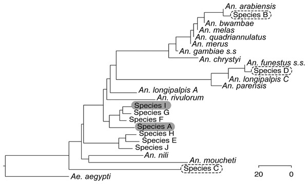 Phylogenetic tree of sequence group consensuses with National Center of Biotechnology Information reference sequences for mosquitos caught in 2010 in Kisii District, Nyanza Highlands, western Kenya. Sequence groups of caught specimens arbitrarily named species A to J are ranked by abundance. Grey highlighting of text indicates study samples with sporozoites; dashed circles around text indicate study samples that match known African vectors. Scale bar represents nucleotide substitution per 100 re