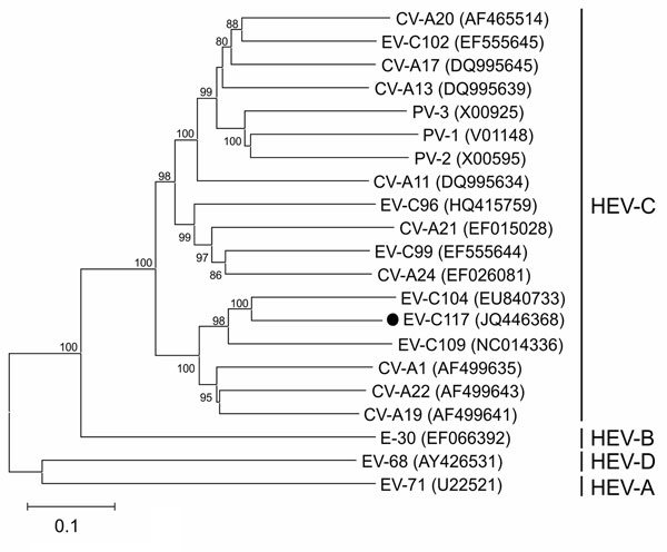 Phylogenetic relationships of human enterovirus C (HEV-C) and the new strain EV-C117 (dot), as determined on the basis of the complete capsid protein coding region sequences. The phylogeny of the nucleotide sequences was reconstructed by using maximum likelihood methods with the Tamura 3-parameter model as the evolutionary model rates among sites were heterogeneous, and gamma distribution was used for the relative rate (7). Branch support was assessed by means of bootstrap analyses of 1,000 repl