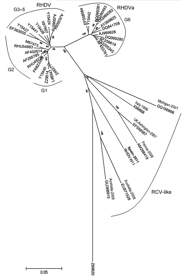 Evolutionary relationships of rabbit hemorrhagic disease virus (RHDV) and related viruses. A total of 38 nt sequences were analyzed: the isolate from this study, designated RHDV-N11 (GenBank accession no. JX133161); 18 classical RHDV and 12 RHDVa isolates; 6 rabbit calicivirus (RCV)–like isolates; and European brown hare syndrome virus (GenBank accession no. Z69620) as an outlier. Evolutionary history was inferred by using the neighbor-joining method; optimal tree with the sum of branch length =