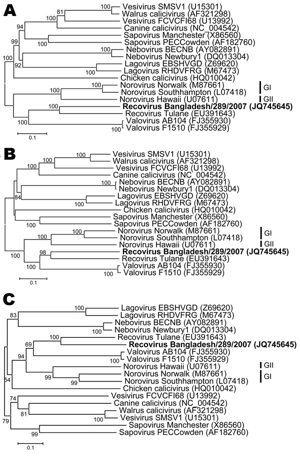 Neighbor-joining phylogenetic trees of the amino acid sequences of the partial polyprotein sequence (A), viral protein (VP) 1 (B), and VP2 (C) capsid proteins of selected representative caliciviruses and the newly identified Recovirus Bangladesh/289/2007 (indicated in boldface). Phylograms were generated by using MEGA5 (www.megasoftware.net) with p-distance and 1,000 bootstrap replicates. Significant bootstrap values and GenBank accession numbers are shown. Scale bars indicate amino acid substit