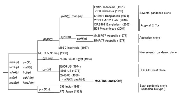 Relationships among MS6, Vibrio cholerae O1 strain, isolated in Thailand in 2008, and other V. cholerae O1 strains based on 15 housekeeping genes referenced in Salim et al. (10). Boldface indicates the MS6 strain. The mutational (m) and recombinational (r) changes with gene names are marked on the branches (r ≠ r2). Numbers in parentheses represent the year of isolation. DNA gyrase subunit B gene (gyrB) of MS6 is 22 nt differences from that of the seventh pandemic clone. Two genes of MS6, malP a