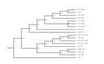 Thumbnail of Cladogram comparing the L2 genes of different bluetongue virus (BTV) serotypes and global strains of BTV serotype 2 (BTV-2) with that of a virus isolated in northern California, USA (2-California-2010; GenBank accession nos. JQ822248–JQ822257). Viruses are identified by serotype, country/region of origin, and for isolates of BTV serotype 2, year of identification. Bootstrap percentages are indicated at selected branching points. EHDV1, epizootic hemorrhagic disease of deer virus ser