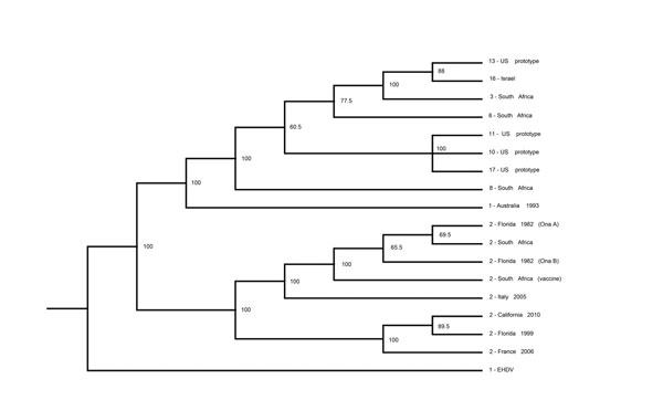 Cladogram comparing the L2 genes of different bluetongue virus (BTV) serotypes and global strains of BTV serotype 2 (BTV-2) with that of a virus isolated in northern California, USA (2-California-2010; GenBank accession nos. JQ822248–JQ822257). Viruses are identified by serotype, country/region of origin, and for isolates of BTV serotype 2, year of identification. Bootstrap percentages are indicated at selected branching points. EHDV1, epizootic hemorrhagic disease of deer virus serotype 1. 