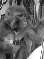 Thumbnail of Pet monkey (Macaca mulatta), Afghanistan, 2011. Photograph courtesy of Ronald Havard.