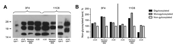 PrPSc profile of macaque-adapted BSE in comparison to human CJD. Brain homogenates from human sCJD type 1, sCJD type 2, vCJD, and BSE-infected macaques were subjected to PK treatment, separated on 12% sodium dodecyl sulfate–polyacrylamide gel electrophoresis, and blotted onto nitrocellulose membranes. A) PrPSc for human and macaque brain was detected with the widely used monoclonal antibody 3F4 or with 11C6. B) Glycoform ratio of sCJD type 2, vCJD, and macaque-adapted BSE. The relative signal in