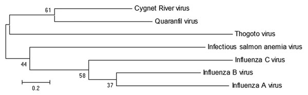 Maximum-likelihood tree showing phylogenetic relationships between Cygnet River virus isolate 10–01646 (GenBank accession no. JQ693418) and other orthomyxoviruses: Quaranfil virus isolate EG T 377 (accession no. GQ499304), Thogoto virus strain PoTi503 (accession no. AF527530), infectious salmon anemia virus isolate RPC/NB (accession no. AF435424), influenza C virus C/Yamagata/8/96 (accession no. AB064433), influenza B virus B/Wisconsin/01/2010 (accession no. CY115184), and influenza A virus A/Ca