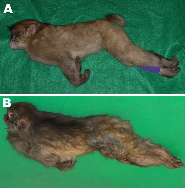 A) Opisthotonos as a tetanus-specific clinical symptom in a 1-year-old male Japanese macaque (Macaca fuscata). B) Opisthotonos with severe rigid posture in an adult male Japanese macaque.