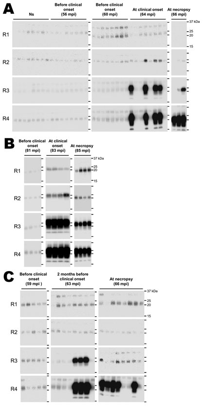 Western blot detection, using the serial protein misfolding cyclic amplification technique, of the abnormal (disease-associated) form of the prion protein (PrPSc) in concentrated saliva samples from 3 cows experimentally infected by inoculation with the agent of bovine spongiform encephalopathy: cows 5413 (A), 5444 (B), and 5437 (C). PrPSc was detected in saliva samples at the initial clinical and terminal stages of the disease (A, B). PrPSc was also detected in a saliva sample, after 3 rounds o