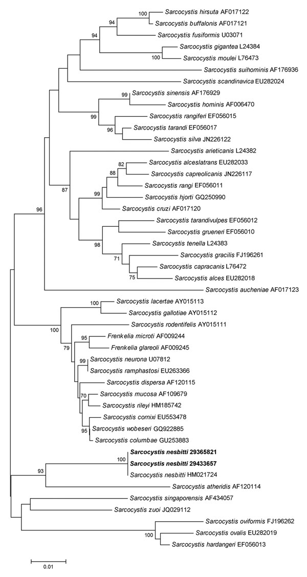 Neighbor-joining phylogenetic tree of Sarcocystis spp. 18S rRNA sequences. Sarcocystis nesbitti strains isolated in this study are indicated in boldface. Numbers at nodes indicate bootstrap values (%) for 1,000 replicates. Bootstrap values &lt;70% are not shown. Scale bar indicates nucleotide substitutions per site. 
