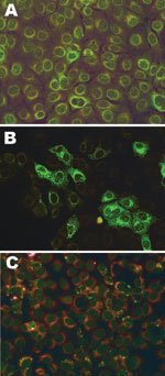 Thumbnail of Fluorescent light microscopy images of serum samples tested for antibodies to Schmallenberg virus by indirect fluorescent antibody test on infected Vero cells mixed with noninfected Vero cells. A) Nonreactive negative serum; B) positive serum reactive with infected cells only (green); C) indeterminate serum with faint nonspecific reactivity. Colors have been enhanced to show detail.