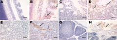 Thumbnail of Immunohistochemical detection of avian infectious bronchitis virus (IBV) antigens in tissues after experimental infection with IBV YN strain. B) Tracheal tissue with viral antigen detected extensively in the epithelial cells of the tracheal mucosa (black arrow). Scale bar = 50 μm. D) Lung tissue with viral antigen detected in alveolar cells (black arrow). Scale bar = 50 μm. F) Kidney tissue with viral antigens detected widely in the renal tubular epithelial cells (black arrow). Scal