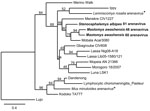 Thumbnail of Maximum-likelihood tree of Old World arenaviruses showing the position of 3 arenaviruses (boldface; GenBank accession nos. JQ956481–JQ956483) found in kidney samples of Awash multimammate mice (Mastomys awashensis) and Ethiopian white-footed mice (Stenocephalemys albipes). The tree was constructed on the basis of analysis of partial sequences of the RNA polymerase gene; phylogeny was estimated by using the maximum-likelihood method with the GTR + I + Γ (4 rate categories) substituti