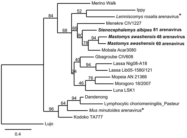 Maximum-likelihood tree of Old World arenaviruses showing the position of 3 arenaviruses (boldface; GenBank accession nos. JQ956481–JQ956483) found in kidney samples of Awash multimammate mice (Mastomys awashensis) and Ethiopian white-footed mice (Stenocephalemys albipes). The tree was constructed on the basis of analysis of partial sequences of the RNA polymerase gene; phylogeny was estimated by using the maximum-likelihood method with the GTR + I + Γ (4 rate categories) substitution model to a
