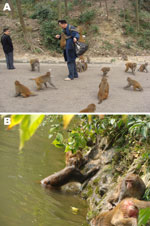 Thumbnail of Potential zoonotic and waterborne pathways of parasites in Qianling Park, Guiyang, China. A) Close contact of rhesus monkeys with humans. B) Potential contamination of recreational water with pathogens from rhesus monkeys.