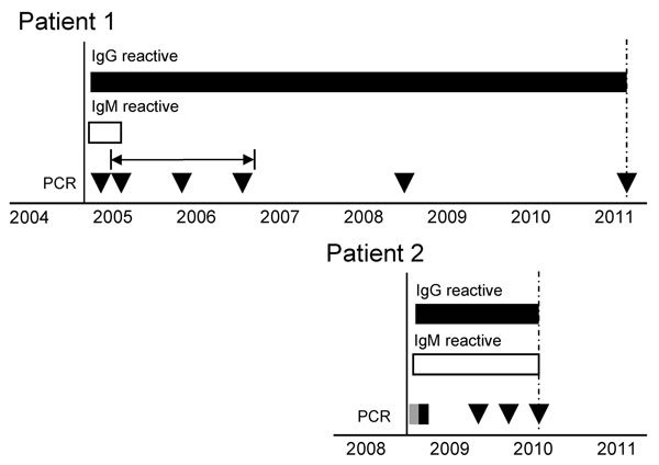 Serologic and quantitative reverse transcription PCR (qRT-PCR) results for samples from 2 patients infected with Hendra virus, Australia. Testing was performed from the time at which symptoms first developed (black vertical line) until the most recent sample indicated (dashed vertical arrows). IgG (black bars) and IgM (white bars) reactivity was determined by using a modified microsphere immunoassay (10), and a positive control serum sample to determine the cutoff value. Virus RNA was detected (