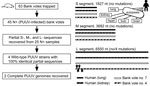 Thumbnail of Comparison of PUUV-genome sequences recovered from human autopsies and rodent tissues. Locations of 4 silent mutations found in the L-segment sequences: G114A, U261C, A349G, and U378A are indicated by arrows (right column). PUUV, Puumala virus; S, small; M, medium; L, large; +, positive.