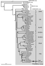 Thumbnail of Phylogenetic tree of PUUV S segment sequences (coding region). Topologies of the M and L trees were similar (not shown). Calculations were performed by using the PHYLIP program package (distributed by J. Felsenstein, University of Washington, Seattle, WA, USA). Five hundred bootstrap replicates were generated by using the SeqBoot program and submitted to the distance matrix algorithm (DNAdist program), with the maximum-likelihood model for nucleotide substitutions). The resulting di