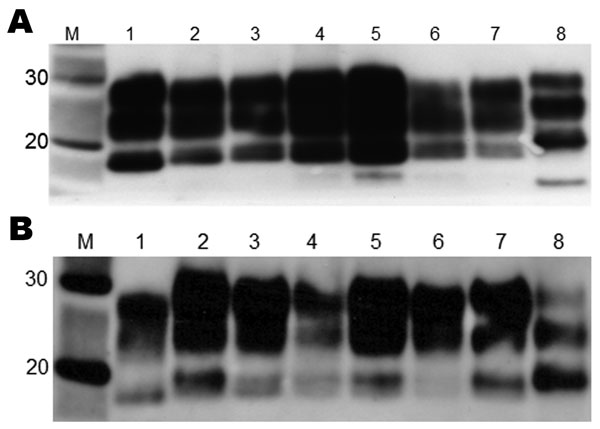 Western blot analysis of brain extracts from RIII (A) and VM (B) wild-type mice inoculated with variant Creutzfeldt-Jakob disease (vCJD) brain tissue. Lane 1, human vCJD brain homogenate (UK origin) showing the typical abnormal prion protein (PrPSc) type 2B; lane 2, United Kingdom; lane 3, The Netherlands; lane 4: Italy (cortex); lane 5, Italy (cerebellum); lane 6, France; lane 7, United States; lane 8, human sporadic Creutzfeldt-Jakob disease brain homogenate showing the typical PrPSc type 1. T