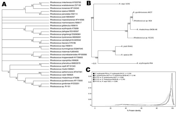 Phylogenetic and proteomic comparison of isolate R1101 and Rhodococcus spp. strains. A) 16S rRNA–based phylogenetic analysis. Complete or partial 16S rRNA gene sequences for 29 Rhodococcus spp. type strains were aligned with complete sequence of 16S rRNA gene for isolate R1101. GenBank accession numbers are provided. B) Genome-wide phylogenetic analysis. A sample of 67 protein-coding genes shared among genomes of isolate R1101 and 6 Rhodococcus spp. strains were analyzed. Scale bar indicates 0.0
