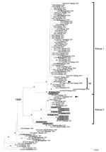 Thumbnail of Phylogenetic analysis of complete Rift Valley fever virus S (small) segment sequences represented as an abbreviated maximum clade credibility tree. Asterisk indicates nodes with highest posterior density &gt;0.95. Sudan sequences are shaded. Arrow indicates reassortant viruses. Scale bar represents substitutions per site per year. The complete tree is presented in Technical Appendix Figure 1. Country names appear in boldface, and strain names appear in italics.
