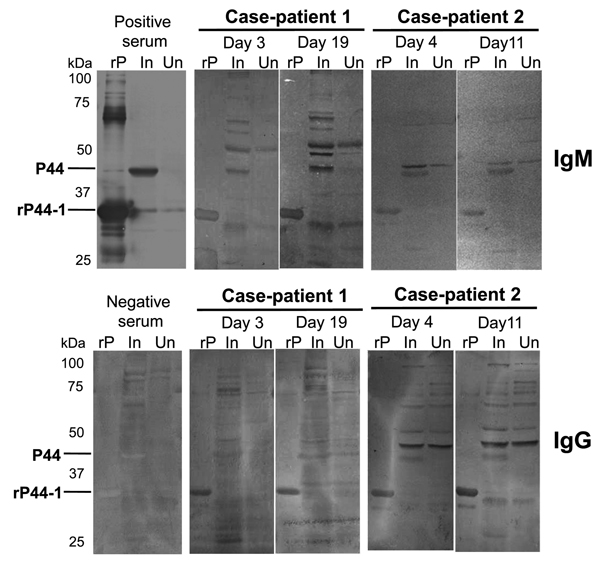 Western blot analyses, using recombinant P44-1 protein (rP44-1) and Anaplasma phagocytophilum–infected THP-1 cells as antigens, of serum samples from 2 men, case-patients 1 and 2, who had A. phagocytophilum infection, Kochi Prefecture, Japan. The Escherichia coli, which produced rP44-1, was kindly provided by Yasuko Rikihisa (Ohio State University, Columbus, OH, USA). The rP44-1 and the rabbit hyperimmune serum (positive control serum) were prepared as described (11,12). Results for a negative c