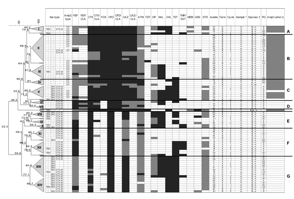 Phenotype distribution and dendrogram of 78 enterobacteria isolates from broiler chickens at the slaughterhouse, Germany, 2010. The dendrogram was generated by the unweighted pair-group method with arithmetic mean and Pearson correlation; trees were collapsed at a cutoff value of 80%. CEP, cefepime; FEP/CLA, cefepime/clavulanic acid; CTX, cefotaxime; COX, cefoxitin; CPP, cefpodoxime; CTX/CLA, cefpodoxime/clavulanic acid; CAZ, ceftazidime; CAZ/CLA, ceftazidime/clavulanic acid; ATM, aztreonam; TZP
