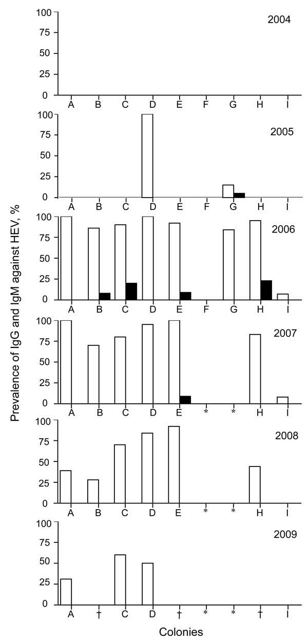 Prevalence of IgG (white bars) and IgM (black bars) against hepatitis E virus (HEV) in monkey facility, Japan, 2004–2009. *Monkeys were moved to another animal facility; †specimen not available. 