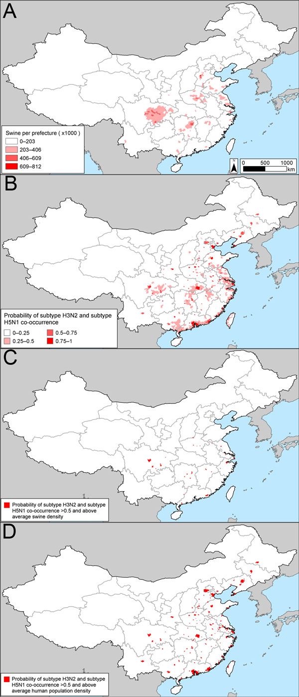 Potential influenza reassortment areas in People’s Republic of China determined by using the influenza virus subtype H5N1 outbreak dataset. A) Density of swine. B) Spatial model of the risk for subtype H3N2 and H5N1 co-occurrence according to the outbreak dataset. C) Areas with a probability of subtype H5N1 and H3N2 co-occurrence &gt;50% and above average swine density. D) Areas with a probability of subtype H5N1 and H3N2 co-occurrence &gt;50% and above average human population density. See Tech
