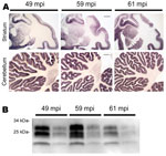 Thumbnail of PrPSc distribution and content in brain of bovine spongiform encephalopathy (BSE)–infected rhesus macaques. A) Paraffin-embedded tissue blot of striatum and cerebellum show a typical BSE-like deposition pattern of PrPSc with no differences between individual BSE-diseased monkeys at 49, 59, and 61 months postinoculation (mpi). Scale bar = 1 mm. B) Western blot analysis for PrPSc in brain of BSE-infected monkeys with incubation times of 49, 59, and 61 mpi. PrPSc-type is as expected fo