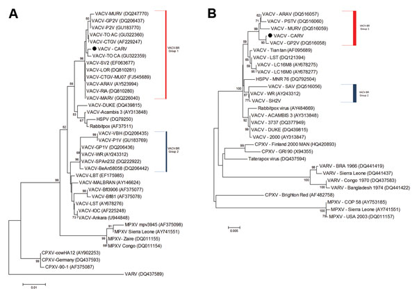 Phylogenetic trees based on orthopoxvirus nucleotide sequences, including vaccinia virus (VACV) from Brazil (VACV-BR). Phylogenetic analysis was performed for A56R (A) and A26L (B) gene sequences and grouped VACV-BR strains into 2 branches: group 1 (red bar) and 2 (blue bar). The Carangola virus (CARV) isolate is indicated by the black dots. Both trees show grouping of CARV into VACV-BR cluster composed of Guarani P2 virus (GP2V), Cantagalo virus (CTGV), and other viruses. Trees were constructed