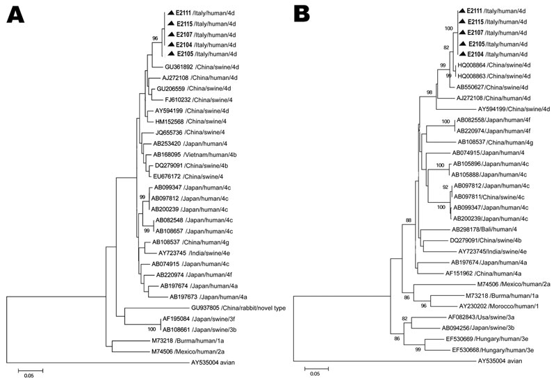 Phylogenetic trees based on partial open reading frame (ORF) sequences of the hepatitis E virus monophyletic strain involved in an outbreak in Lazio, Italy, March–April 2011. A) ORF1, 172 nt. Sequences from the outbreak in Italy could not be submitted to GenBank, being &lt;200 nt long; they are available on request from the authors. B) ORF2, 411 nt. The ORF 2 sequence (identical in all 5 patients) described in this panel was submitted to GenBank (accession no. JX401928). Neighbor-joining trees w