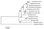 Thumbnail of Maximum-parsimony phylogenetic tree of 16S rRNA gene of Bordetella hinzii isolate from this study (L135) and validated Bordetella species. Numbers along branches indicate bootstrap values. Scale bar indicates nucleotide substitutions per site.