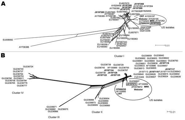Phylogenetic networks of Anaplasma phagocytophilum based on msp4 (A) and ankA (B) genes and built with SplitsTree4 (version 4.11.3; http://splitstree.org/) by the Neighbor-Net method. The sequences of the genotype described in Camargue, France, is framed. Sequences found in the 2 networks are in boldface: A. phagocytophilum amplified from ticks collected in Combrailles, Auvergne region, France (JX197116–JX197126 and JX197265–JX197270), a human isolate (strain Webster, EU857674 and GU236811]), an