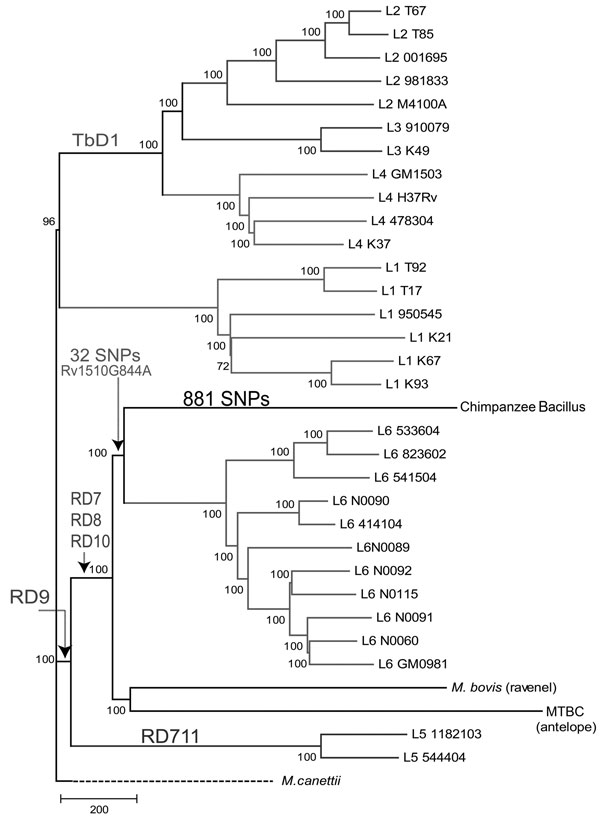 Neighbor-joining phylogenic tree constructed on the basis of 13,480 variable common nucleotide positions across 36 human and animal Mycobacterium tuberculosis complex (MTBC) genome sequences, including 21 previously published genomes (18) and the MTBC strain isolated from an adult female chimpanzee that was found dead in Taï National Park, Côte d’Ivoire, on August 5, 2009 (Chimpanzee Bacillus). The tree is rooted with M. canettii, the closest known outgroup. Node support after 1,000 bootstrap re