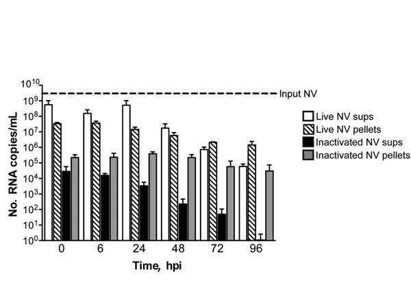′No evidence of productive Norwalk virus (NV) replication in 3-dimensional intestinal aggregates by quantitative reverse transcription PCR analysis. Supernatants (sups) and cell pellets were harvested for RNA at 0, 6, 24, 48, 72, and 96 hours postinoculation (hpi) with live and inactivated NV and analyzed by quantitative reverse transcription PCR. There was no significant increase (p&gt;0.05) in NV RNA copy number over time in the supernatants or cell pellets relative to input virus.