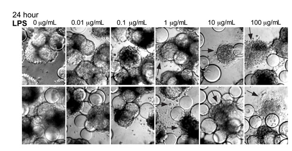 Lipopolysaccharide (LPS) induces morphologic changes consistent with cytopathic effects in Norwalk virus–inoculated 3-dimensional INT-407 aggregates. Two independent sets of light microscopy images show 3-D intestinal aggregates treated with increasing concentrations of LPS for 24 h. Arrows indicate cells (or cellular debris) that were released from the support beads. Original magnification ×20.