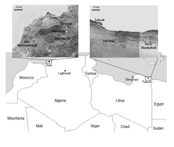 Locations of plague outbreaks in Oran, Algeria, and Tobruk, Libya. Upper panels show regions around Oran and Tobruk where plague cases were found.